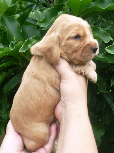 35 - 6.pejsek (sv. zelená).JPG